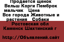 Продается щенок Вельш Корги Пемброк мальчик › Цена ­ 65 000 - Все города Животные и растения » Собаки   . Ростовская обл.,Каменск-Шахтинский г.